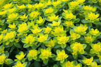 Green Euphorbia Flower seeds for Planting Pollinator Friendly Heirloom & GMO Free Seeds for Home Garden
 
 Sale