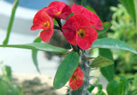Euphorbia Flower seeds for Planting, Shade Tolerant Heirloom & GMO Free Seeds for Home Garden