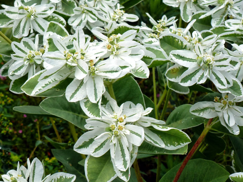 White Euphorbia Marginata for Beautiful Landscaping - Seeds for Vibrant Greenery