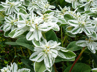 White Euphorbia Marginata for Beautiful Landscaping - Seeds for Vibrant Greenery