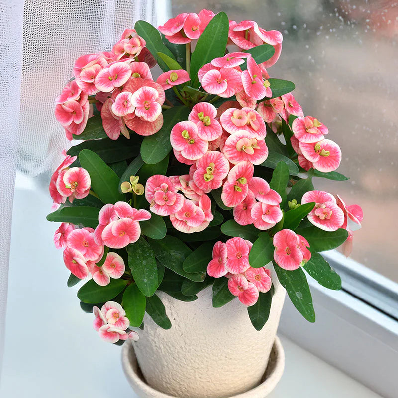 Milii Flower seeds for Planting - Wildflower Mix, Heirloom & GMO Free Seeds for Home Garden