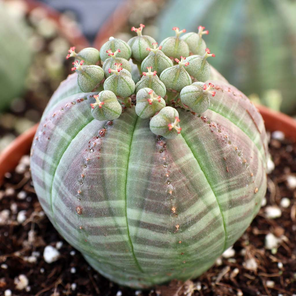 Euphorbia Obesa Baseball Flower seeds for Planting Long Bloom Season Heirloom & GMO Free Seeds for Home Garden