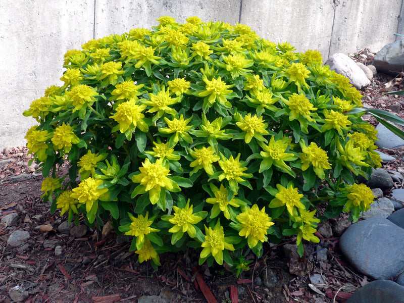 Yellow Euphorbia Polychroma Planting Seeds