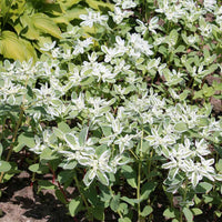 White Euphorbia Marginata for Beautiful Landscaping - Seeds for Vibrant Greenery