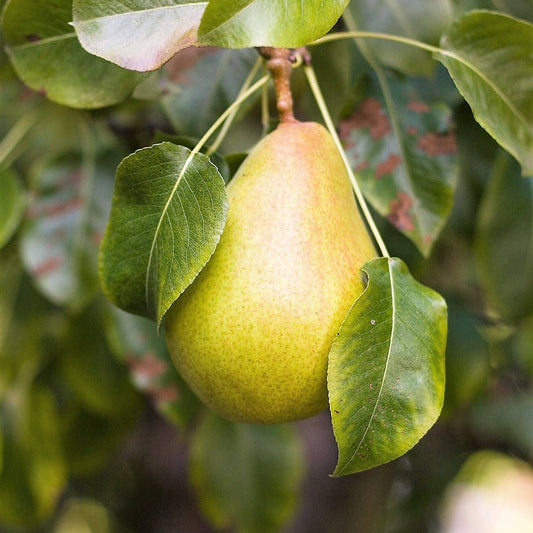 European pear tree (Pyrus communis) seeds for planting