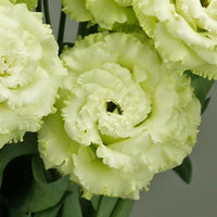 Close-up of pink and purple Eustoma blooms