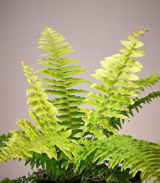 Green White Fern for Planting Hardy Variety Heirloom & GMO Free Seeds for Home Garden
 
 Sale