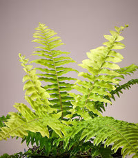 Green White Fern for Planting Hardy Variety Heirloom & GMO Free Seeds for Home Garden
 
 Sale