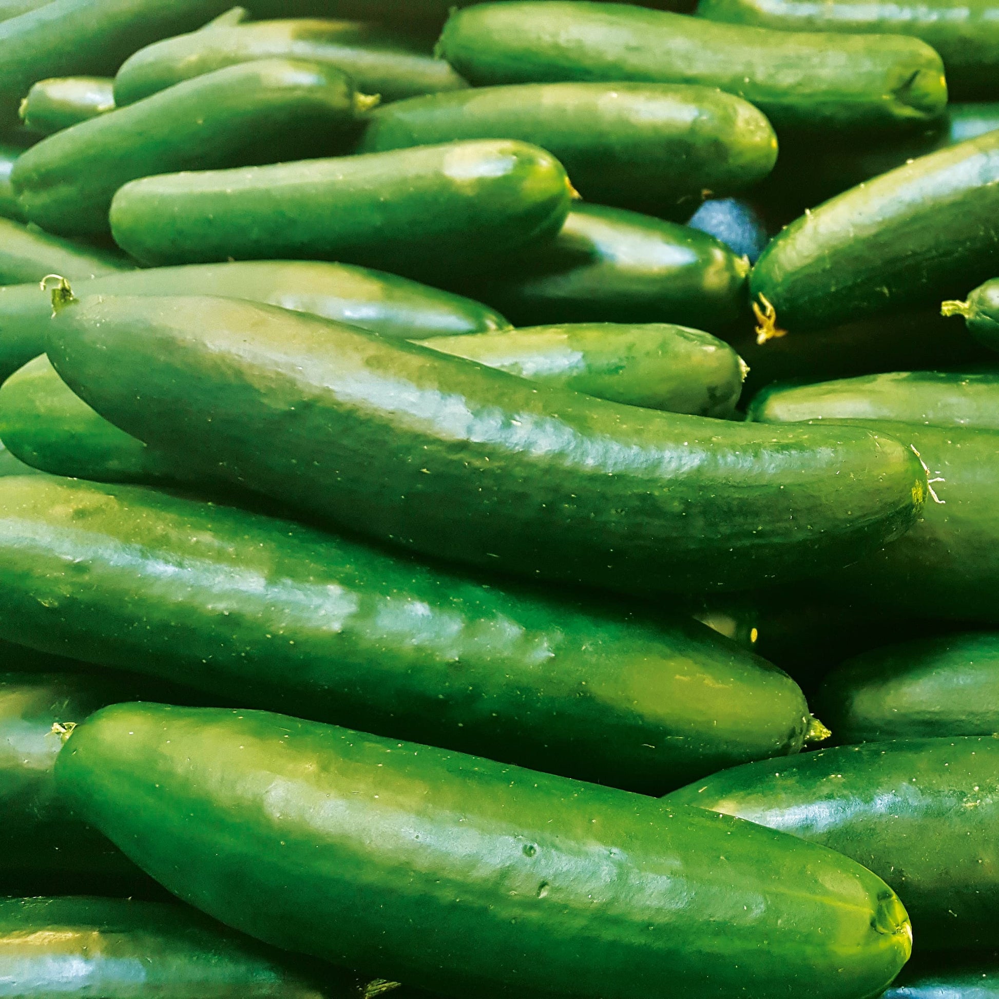 Everbearing Cucumber SMR58 Seeds Non-GMO for continuous harvest