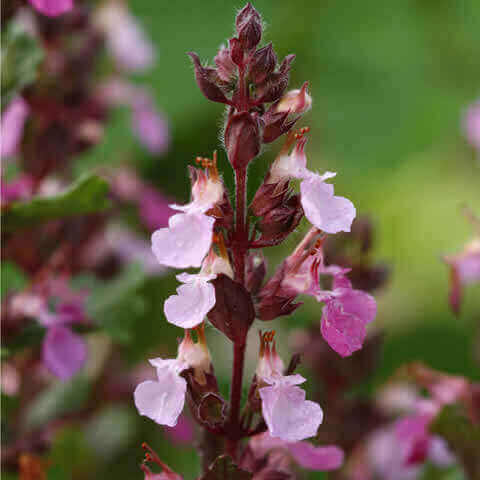 Evergreen mounded foliage of Germander from seeds