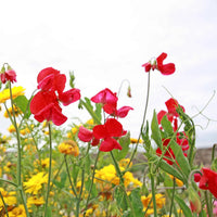 Sweet Pea Flower Seeds Planting Red