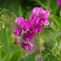 Everlasting Pea Flower seeds for Planting Long Bloom Season Heirloom & GMO Free Seeds for Home Garden