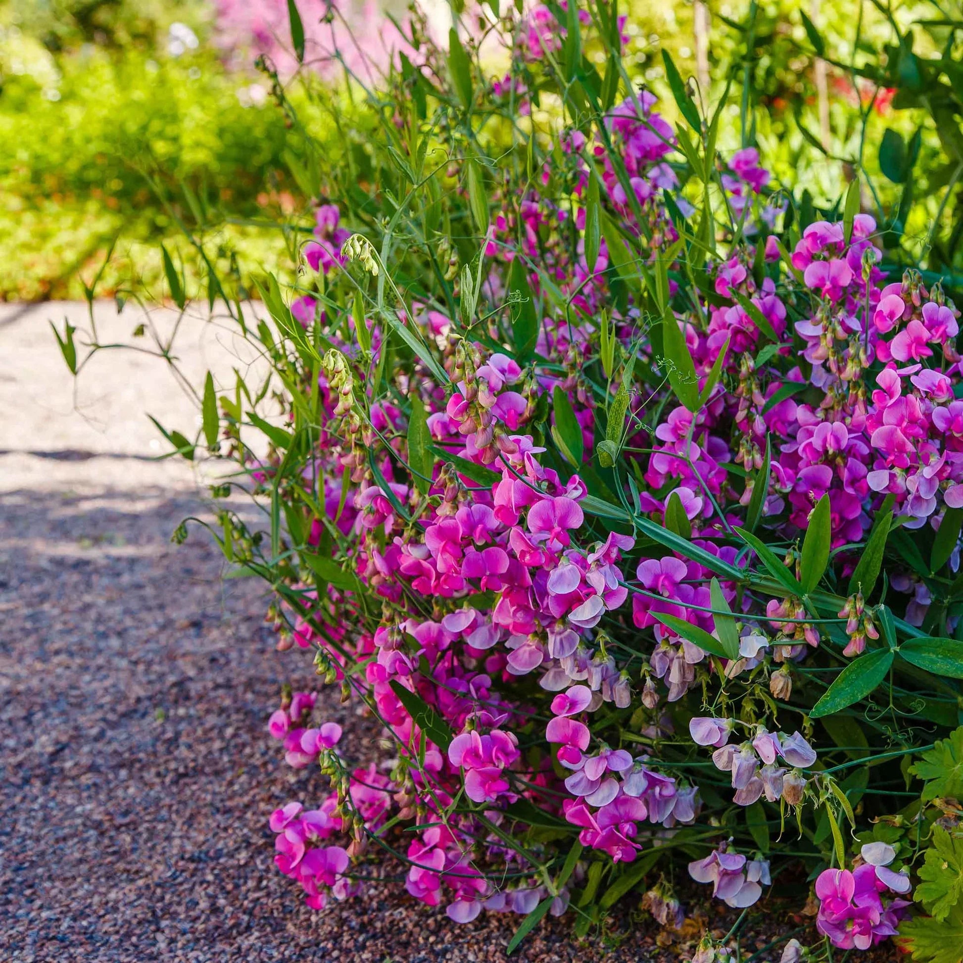 Everlasting Pea Flower seeds for Planting Long Bloom Season Heirloom & GMO Free Seeds for Home Garden