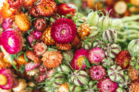 StrawFlower seeds for Planting Garden Favorite Heirloom & GMO Free Seeds for Home Garden