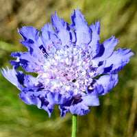Scabious Flower seeds for Planting - Fragrant Blossoms, Heirloom & GMO Free Seeds for Home Garden