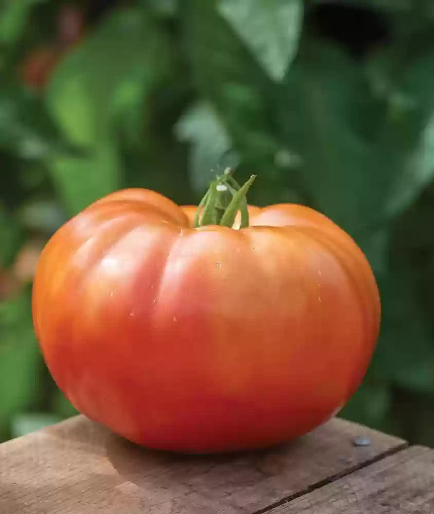 Extra large red tomato harvest