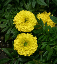 Marigold Tagetes spp Flower Seeds for Planting in Flower Bed and Garden