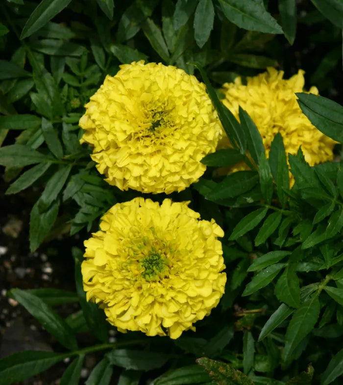 Marigold Tagetes spp Flower Seeds for Planting in Flower Bed and Garden