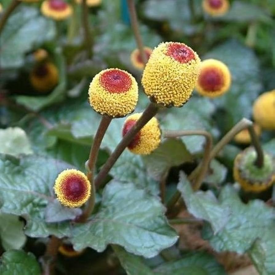 Red and Yellow Eyeball Plant Flowers Close-Up