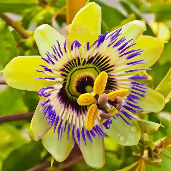 Passiflora Flower seeds for Planting Colorful Display Heirloom & GMO Free Seeds for Home Garden
