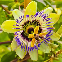 Passiflora Flower seeds for Planting Colorful Display Heirloom & GMO Free Seeds for Home Garden