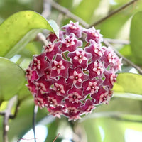 Burgundy Hoya Flower seeds for Planting - Hardy Variety, Heirloom & GMO Free Seeds for Home Garden
