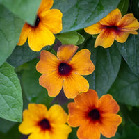 Black Eyed Susan Vine Seeds for Fast-Growing Flowering Climbers