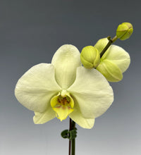 Green Phalaenopsis Orchid Flower seeds for Planting Easy to Grow Heirloom & GMO Free Seeds for Home Garden 
 
 Sale