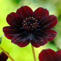 Vibrant Mixed Dassi Seeds for Spring and Summer Planting