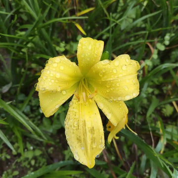 Fresh Rare Hybrid Daylily Seeds, Hemerocallis Lily Indoor Bonsai, Garden Plants
