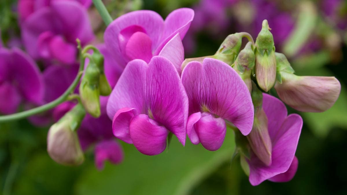 Sweet Pea Flower seeds for Planting Hardy Variety Heirloom & GMO Free Seeds for Home Garden