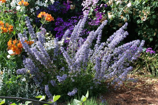 Blue Petromarula Pinnata Flower seeds for Planting - Wildflower Mix, Heirloom & GMO Free Seeds for Home Garden
