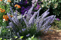 Blue Petromarula Pinnata Flower seeds for Planting - Wildflower Mix, Heirloom & GMO Free Seeds for Home Garden