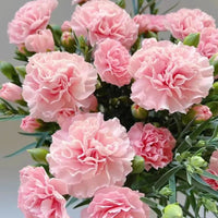 Pink Carnation Flower Seeds for Planting ,Seed Collection