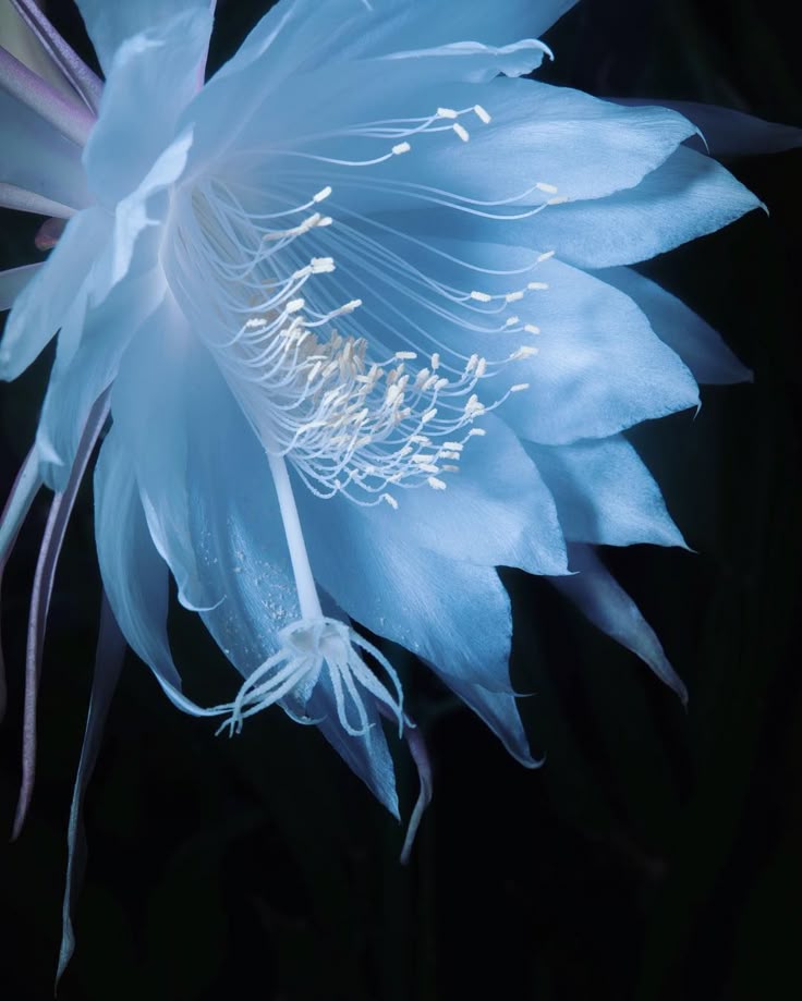 Light Blue Epiphyllum Flower seeds for Planting - Sun Loving, Heirloom & GMO Free Seeds for Home Garden
