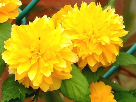 Yellow Kerria Japonica Flower seeds for Planting - Low Maintenance, Heirloom & GMO Free Seeds for Home Garden