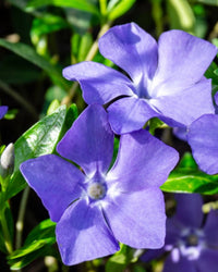 Light Blue Periwinkle Vinca Flower Seeds for Planting Long Bloom Season Heirloom & GMO Free Seeds for Home Garden
 
 Sale