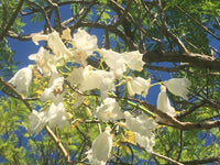 White Jacaranda Flower seeds for Planting Premium Quality Heirloom & GMO Free Seeds For Home Garden 
 
 Sale