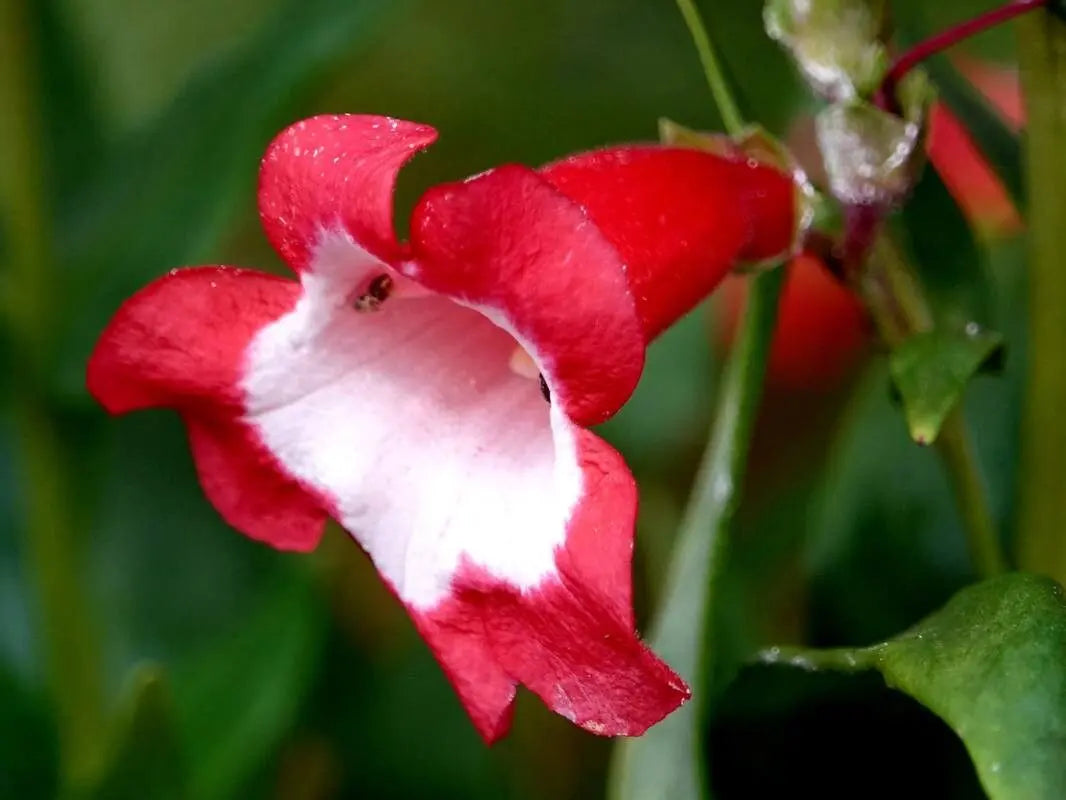 Red Penstemon Hartwegii Flower seeds for Planting - Vibrant Colors, Heirloom & GMO Free Seeds for Home Garden