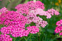 Mixed Achillea Millefolium Flower Planting Seeds for Vibrant Gardens
