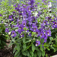 Bicolor Flower seeds for Planting - Drought Tolerant, Heirloom & GMO Free Seeds for Home Garden