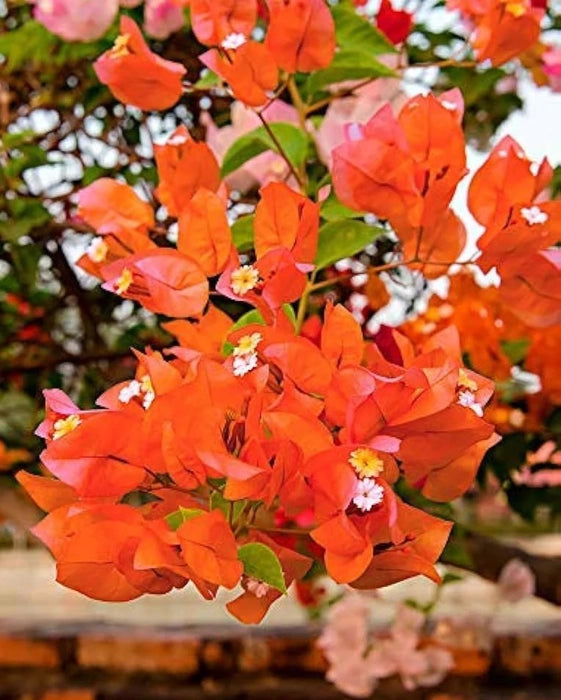Orange Bougainvillea Flower Seeds for Planting - Vibrant Blooms for Your Garden