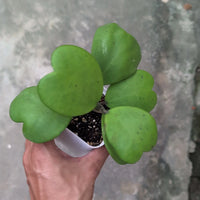 Green Hoya Kerrii Flower seeds for Planting - Sun Loving, Heirloom & GMO Free Seeds for Home Garden