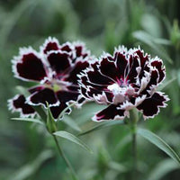 Black White Carnation Flower seeds for Planting Hardy Variety Heirloom & GMO Free Seeds for Home Garden
