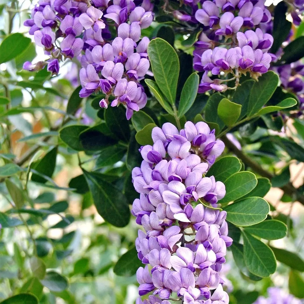 Heirloom Sophora Secundiflora Flower seeds for Planting Compact Growth Heirloom & GMO Free Seeds for Home Garden