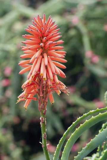 Aloe Flower seeds for Planting - Easy to Grow, Heirloom & GMO Free Seeds for Home Garden