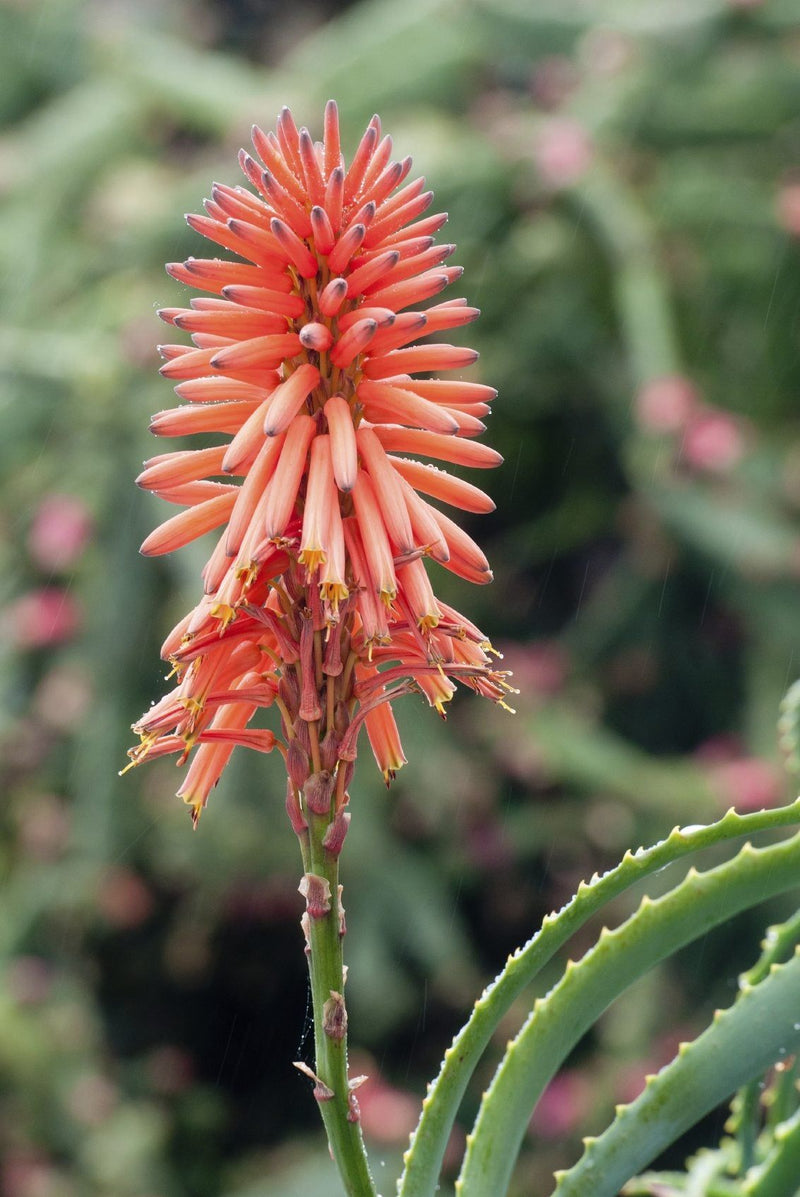 Aloe Flower seeds for Planting - Easy to Grow, Heirloom & GMO Free Seeds for Home Garden