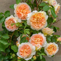 Peach Climbing Rose Flower seeds for Planting - Seasonal Bloomer, Heirloom & GMO Free Seeds for Home Garden