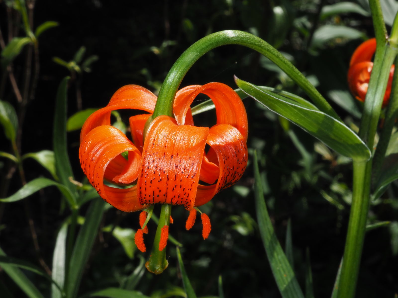 Lilium Pyrenaicum Flower seeds for Planting - Low Maintenance, Heirloom & GMO Free Seeds for Home Garden