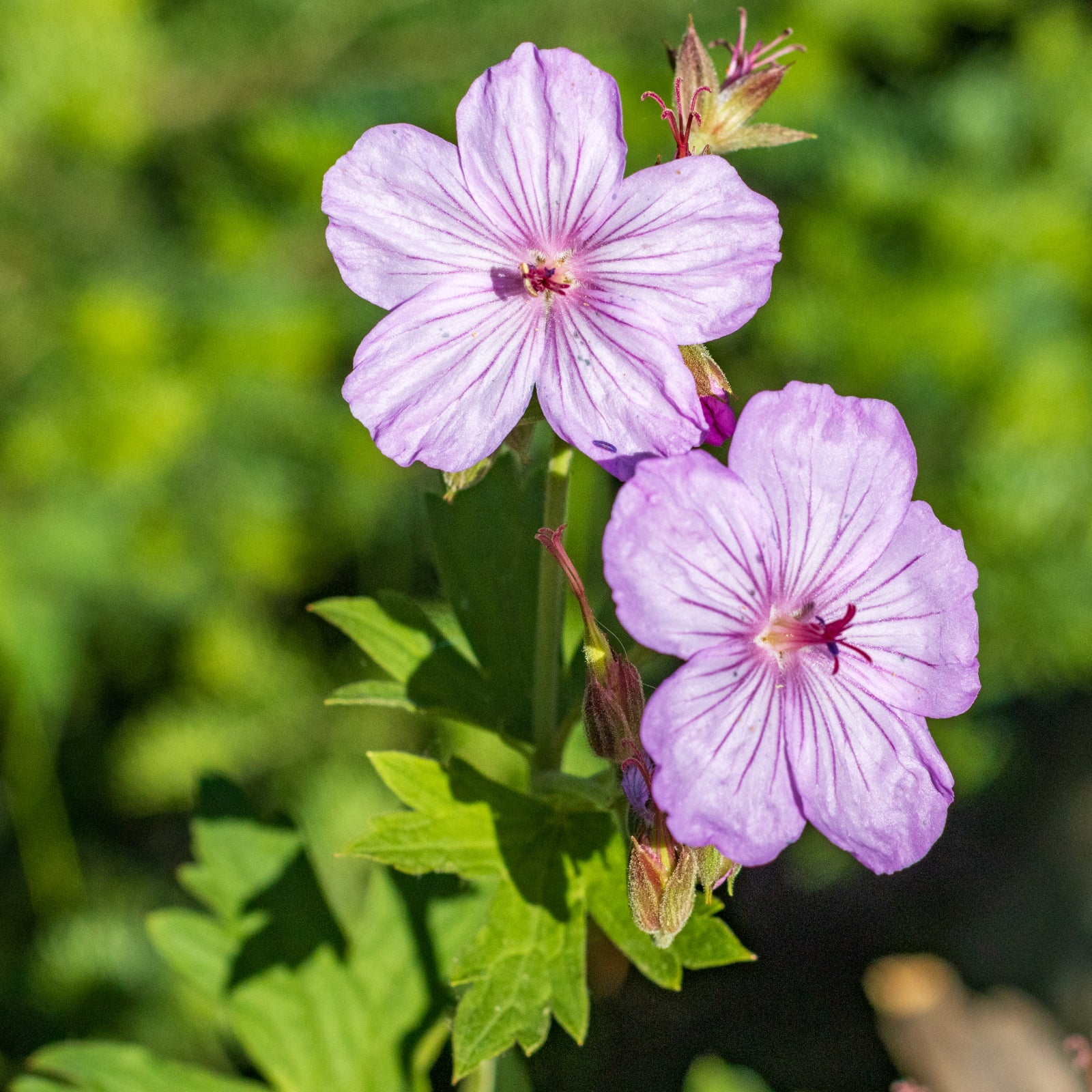 Geranium Viscosissimum Flower seeds for Planting Cut Flower Favorite Heirloom & GMO Free Seeds for Home Garden